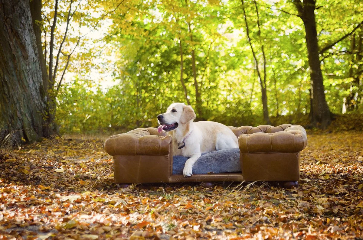Luxury Chesterfield leather dog bed vintage brown / dark brown / gray 134 x 104 x H. 37 cm - Rectangular genuine leather dog bed - Luxury Chesterfield leather pet furniture